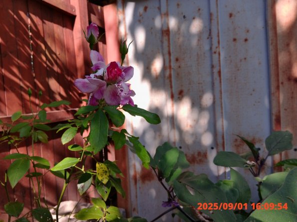 KODAK Digital Still Camera